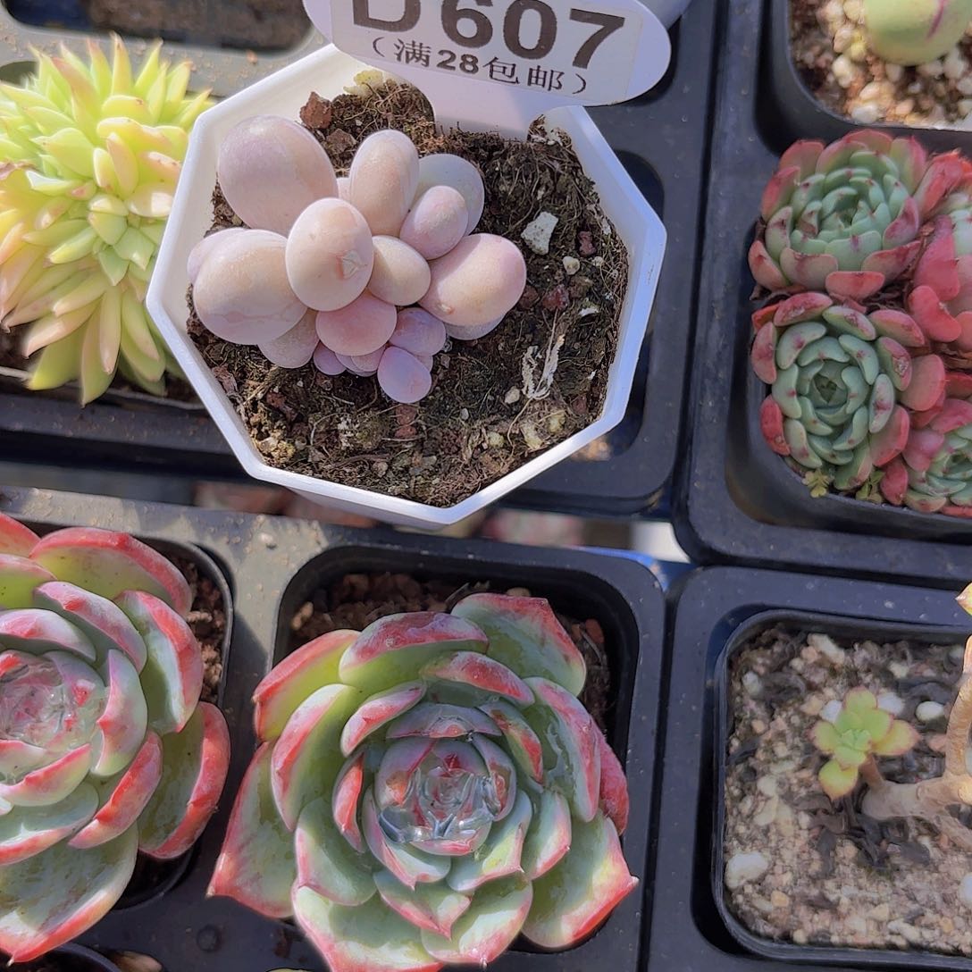 莓*汽D607奶酪一物一拍