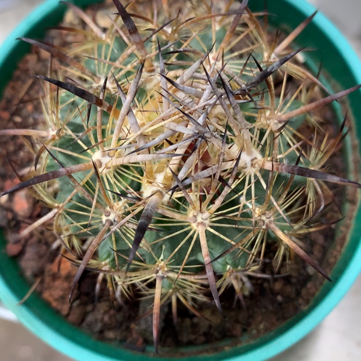 【闪购商品】仙人球仙人球仙人球