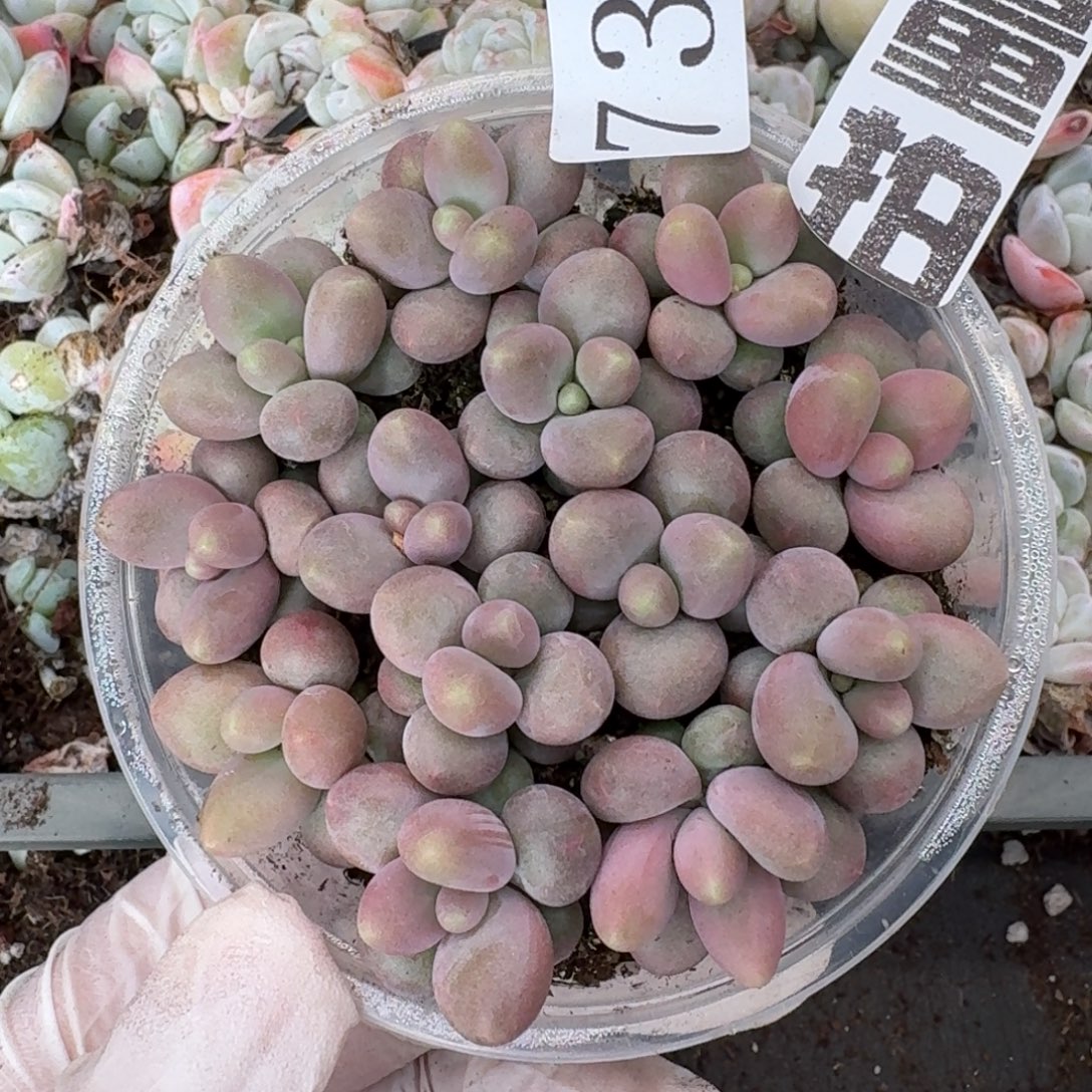 多肉植物多肉植物733量拍咖啡奶