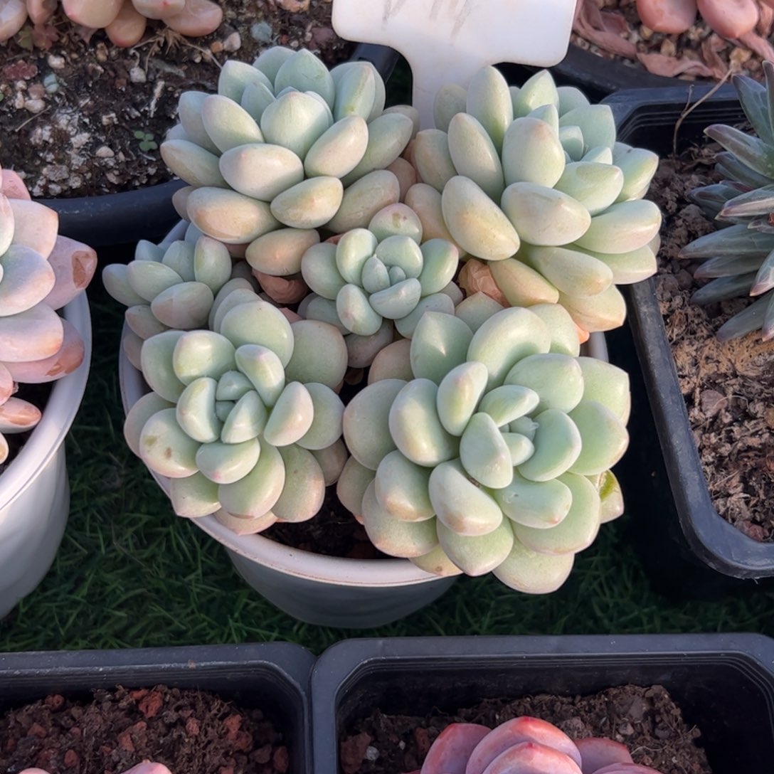 泡泡糖多肉植物保护