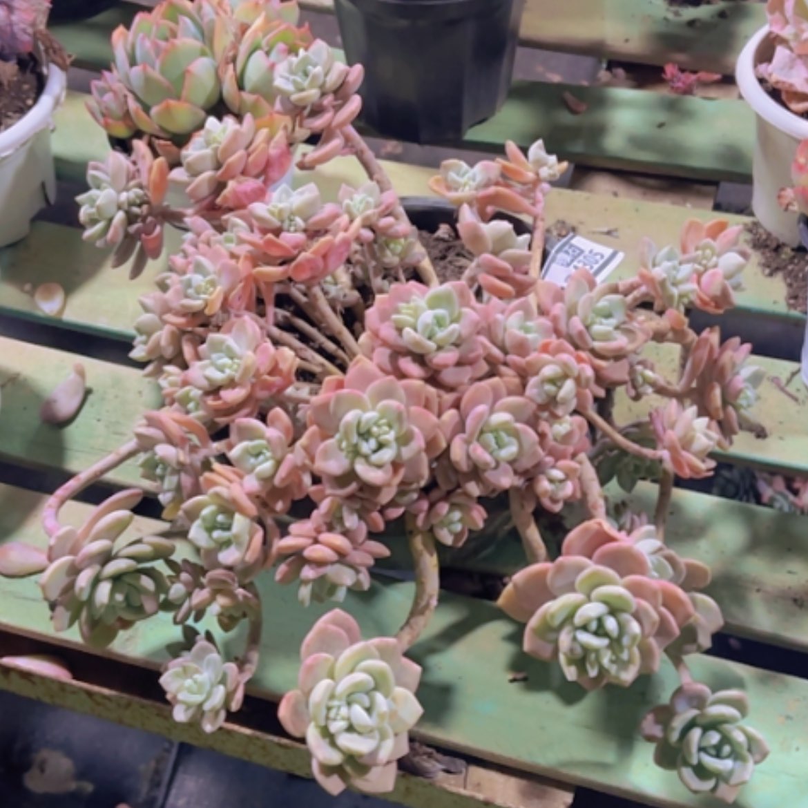 【闪购商品】克洛伊24305