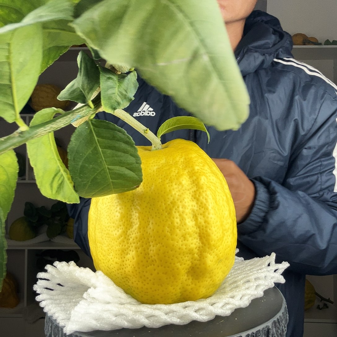 梧****香水柠檬云南高山大香橼