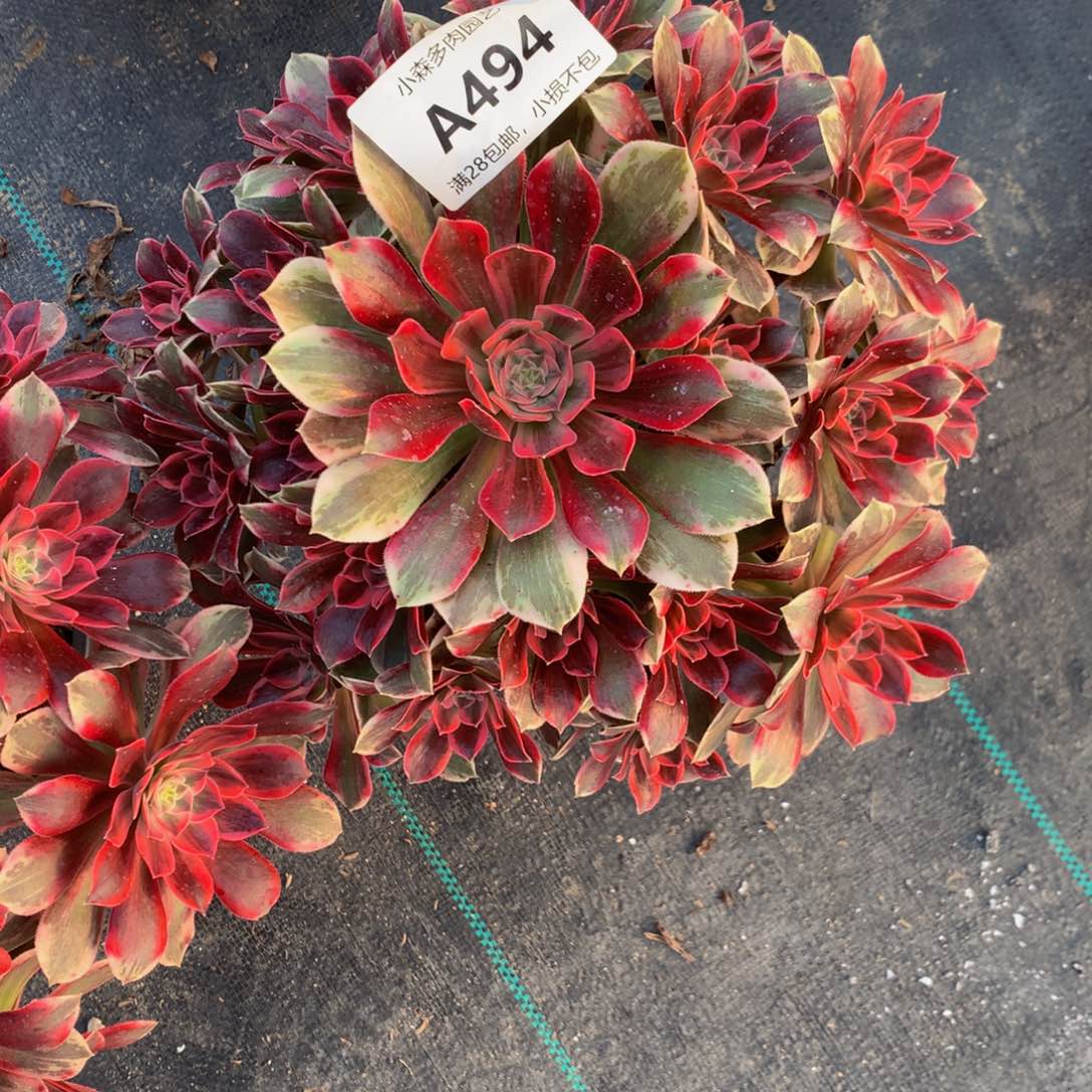 荣*、浣纱494111111111