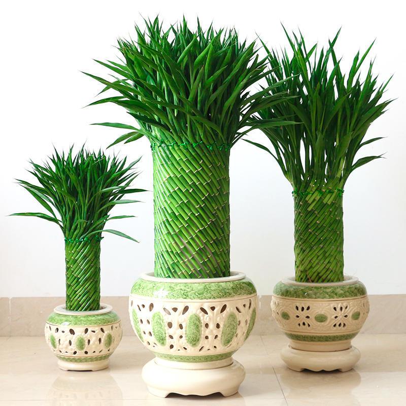 乔迁送礼发财竹招财竹富贵竹植物水养客厅室内大型绿植花卉盆栽