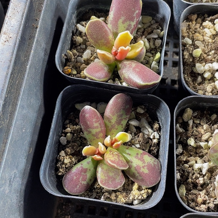 紫库博带盆土发货