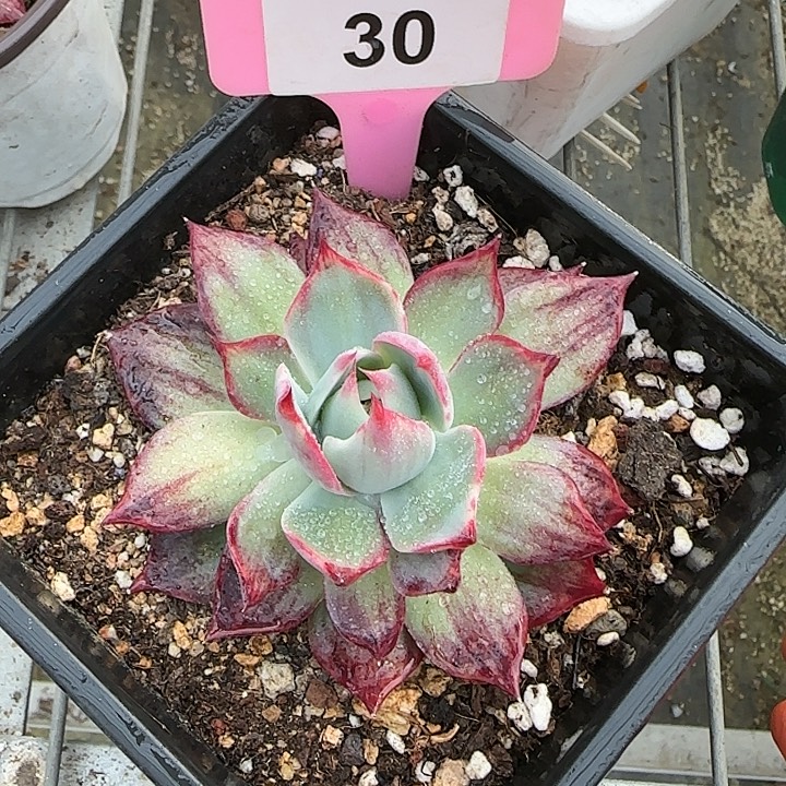 30 惊鸿仙子多肉植物6-9cm
