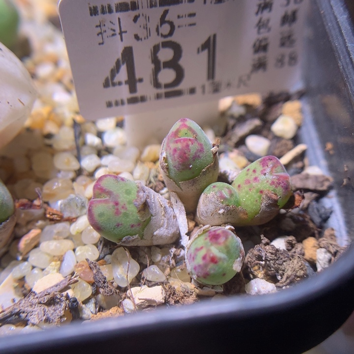 精品生石花36.481