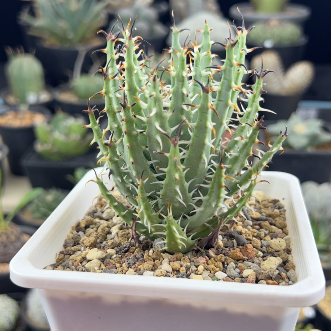 黑魔殿芦荟一物一拍