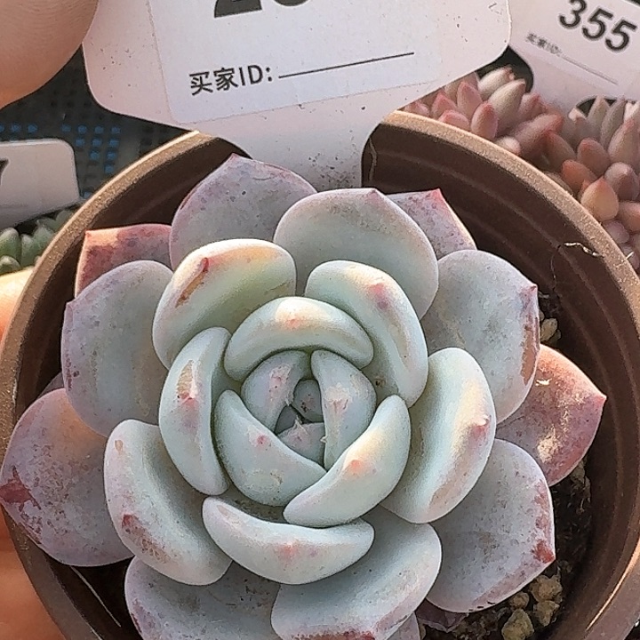 雪天使加百利多肉280