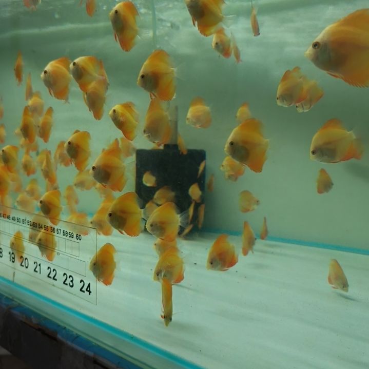 七彩神仙鱼马来红金苗5条