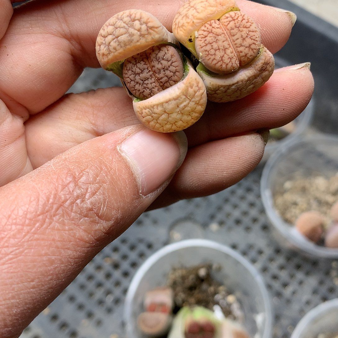 C68多肉植物保护研究所