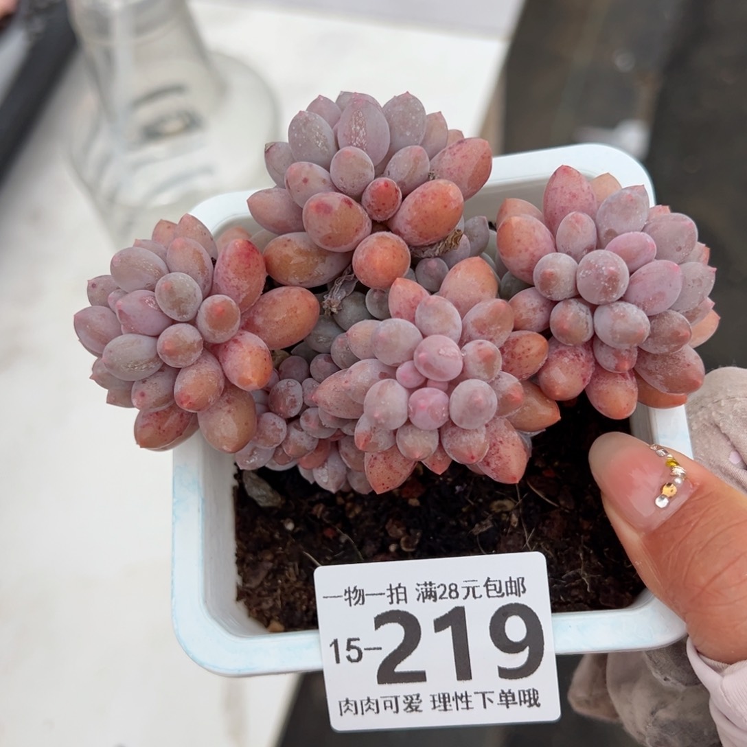 婴儿手指多肉多肉，