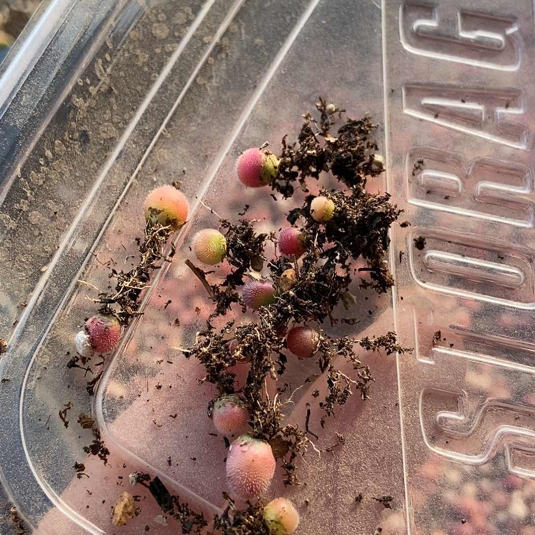 紫毛球一年苗子100颗包邮