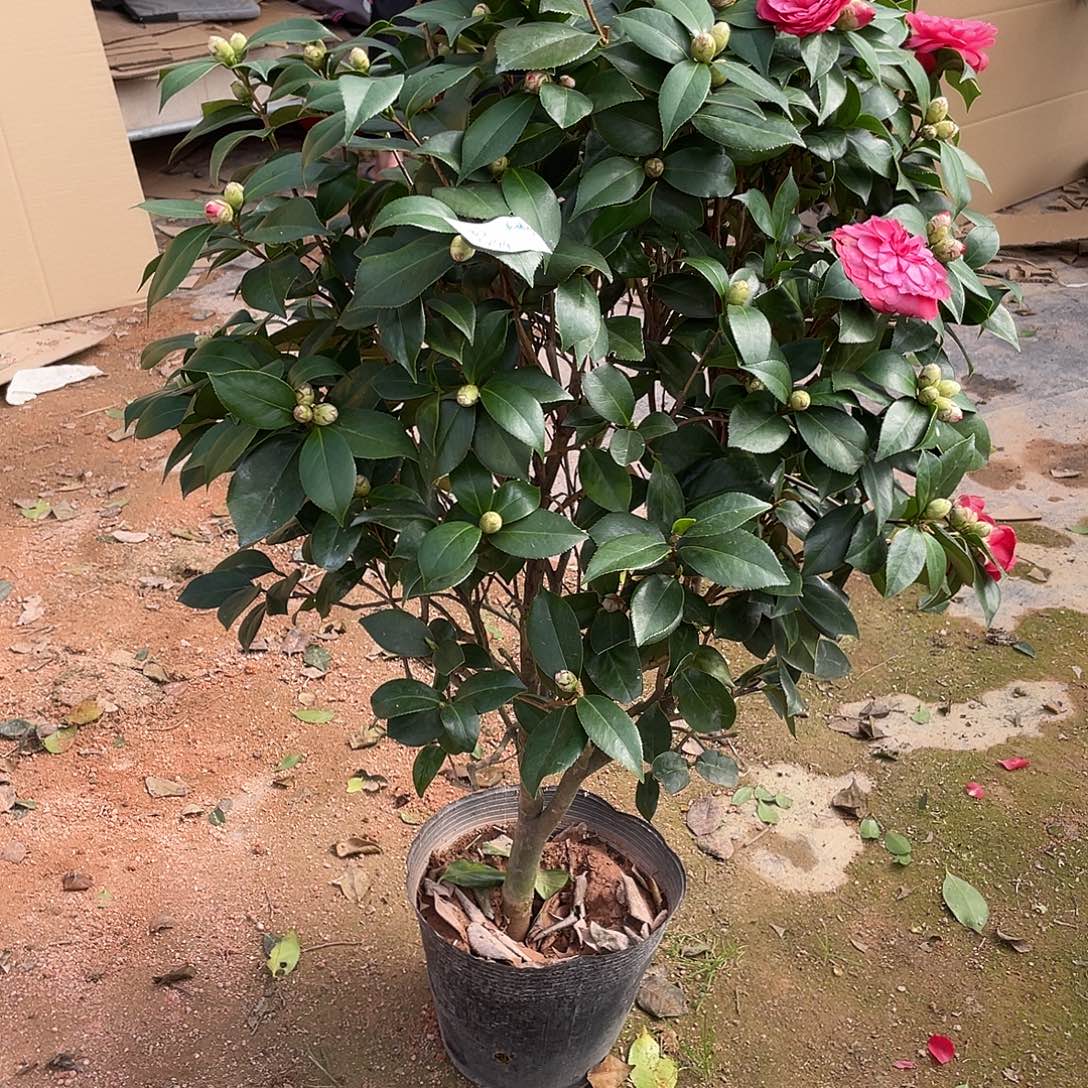 安***之全部花朵红赤丹11111