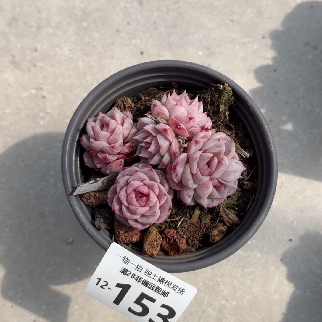 天鹅绒多肉多肉多肉