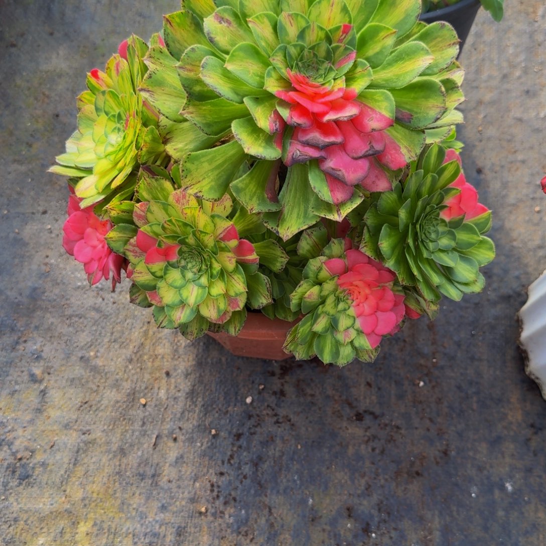 D****1111知否多肉植物法师号