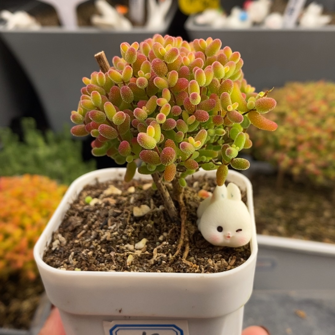 完全开放28号蜜橘糖球（6.5cm）