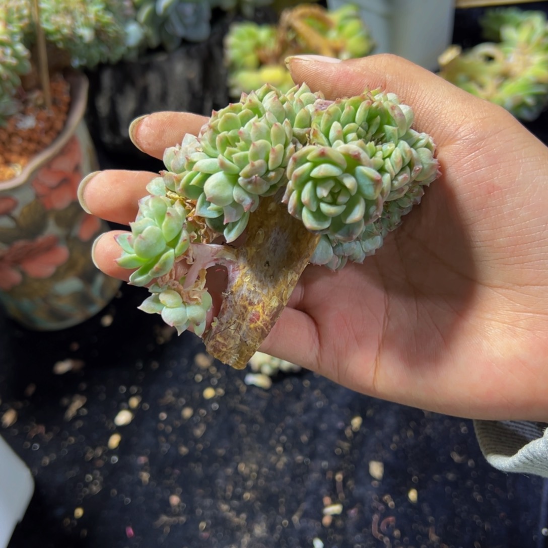 天天开心 小桃花冰魄缀