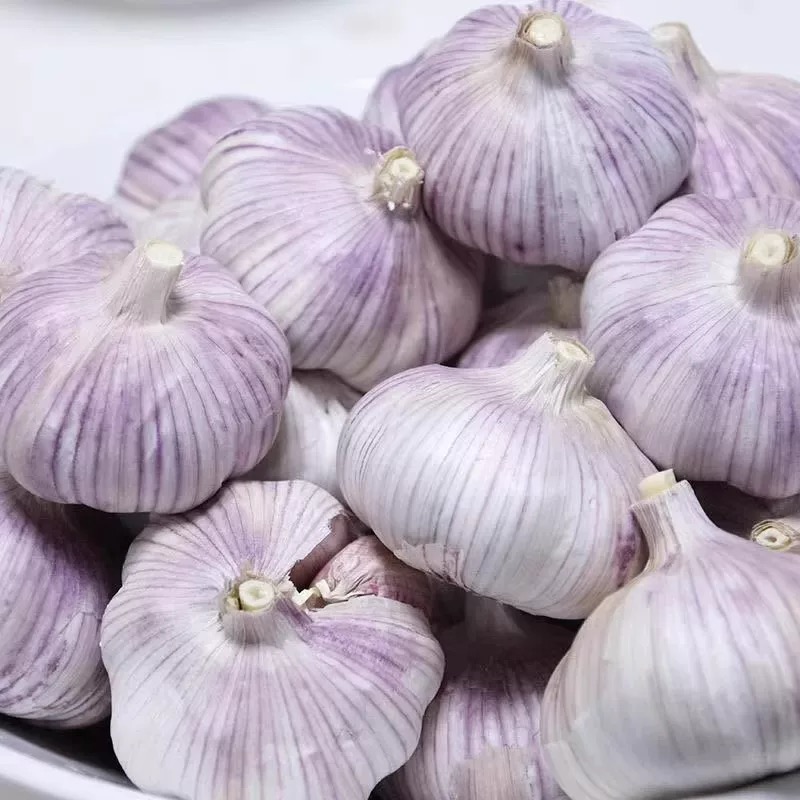 [有福山货」新鲜干大蒜紫皮独头蒜辛辣提香可吃可种植农家蔬菜