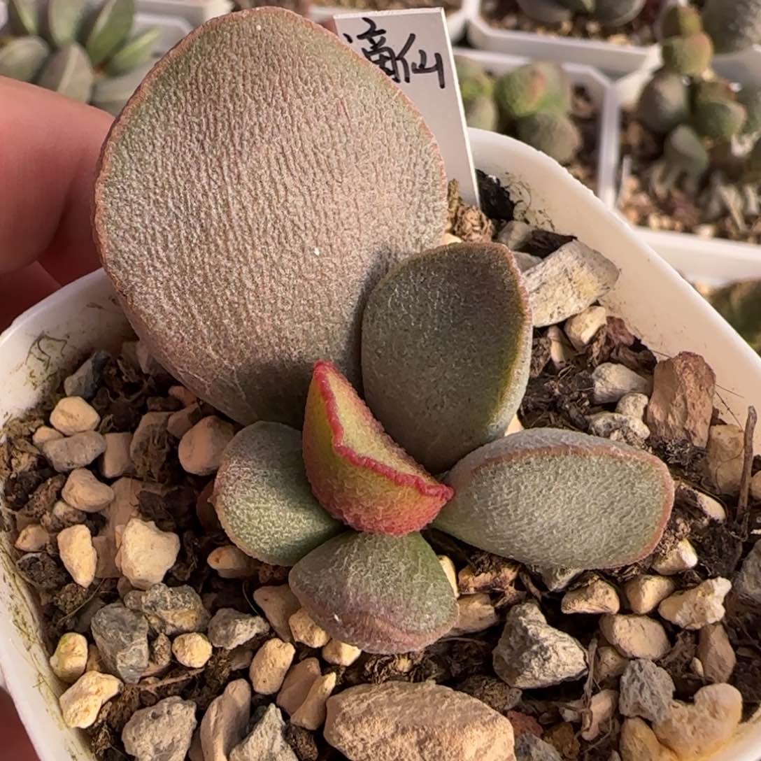 谪仙水泡多肉植物水泡