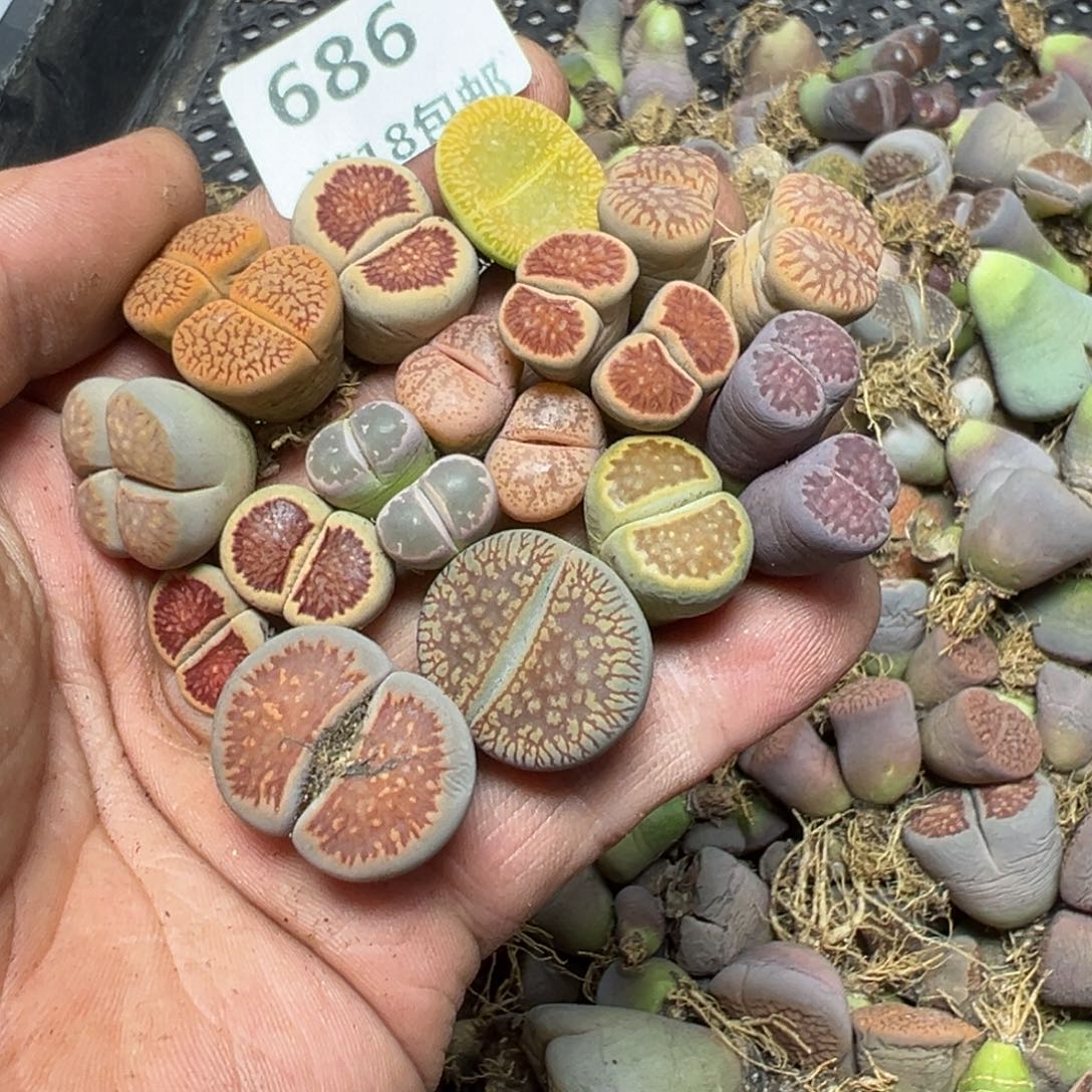 【闪购商品】 686。     