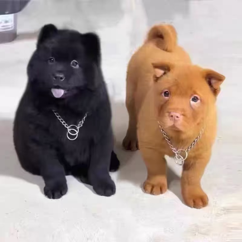 （峰哥中华田园犬）狗狗活体