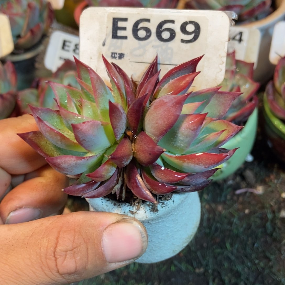 惊鸿一瞥669号楼多的