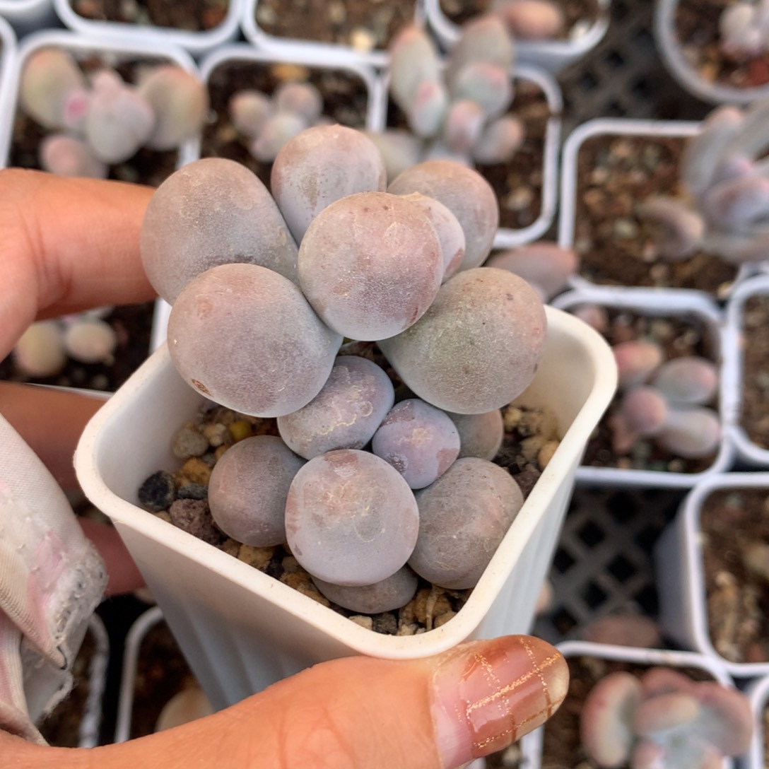 米可奶 精品韩国奶酪多肉