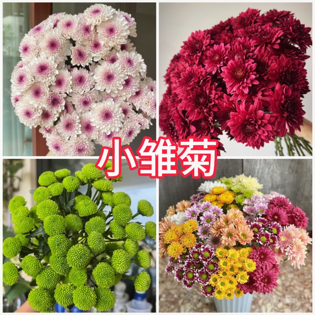 小菊】10支鲜花 三文鱼/汉城粉/马蒂斯/红丹特
