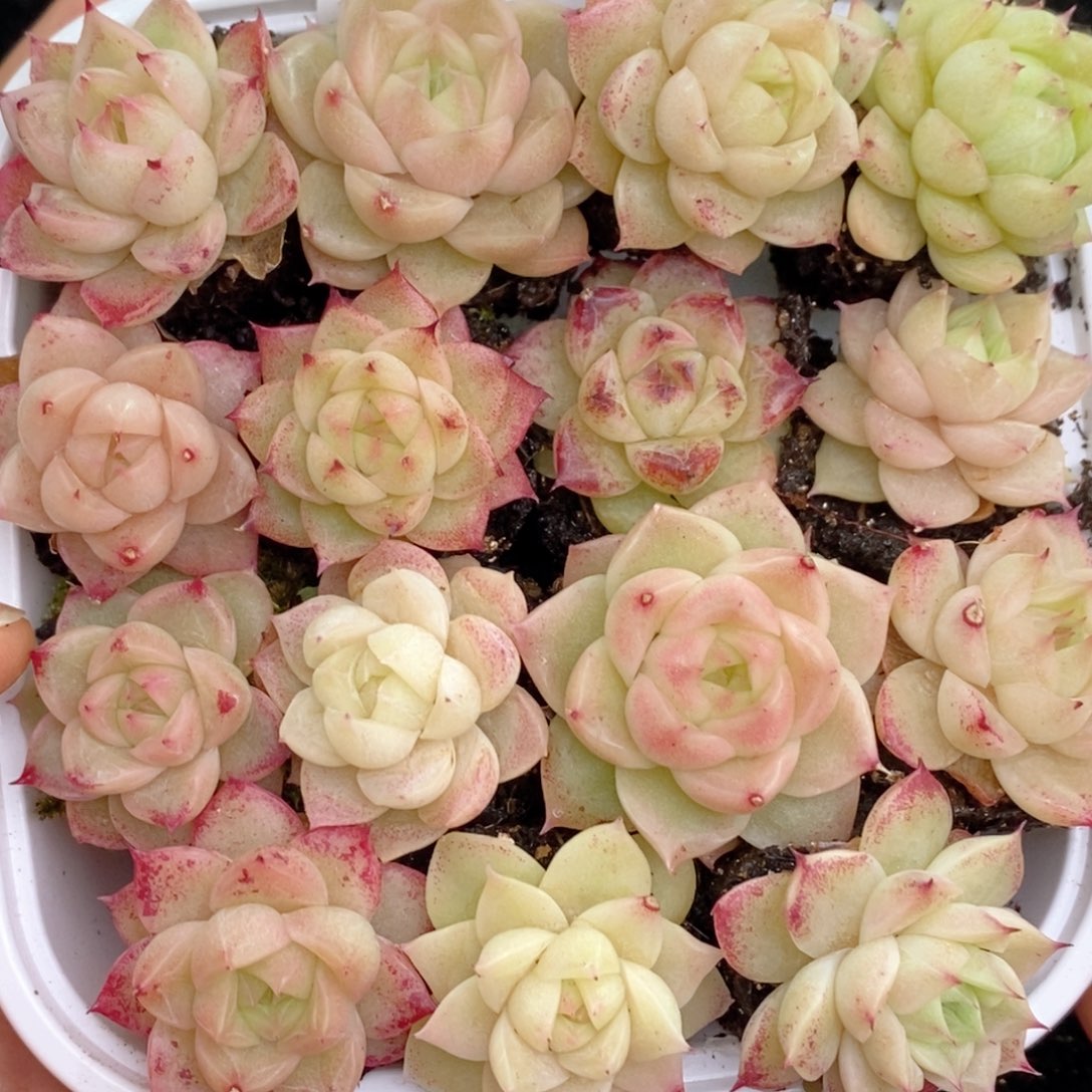 2-63 新疆西藏内蒙不发货