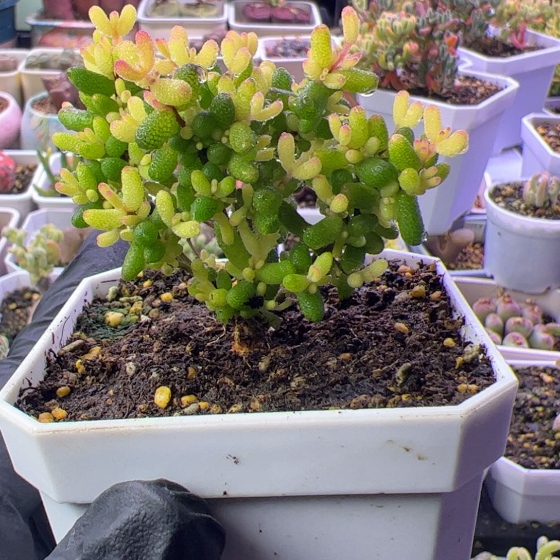 昏***晓多肉植物枝干飞机猪