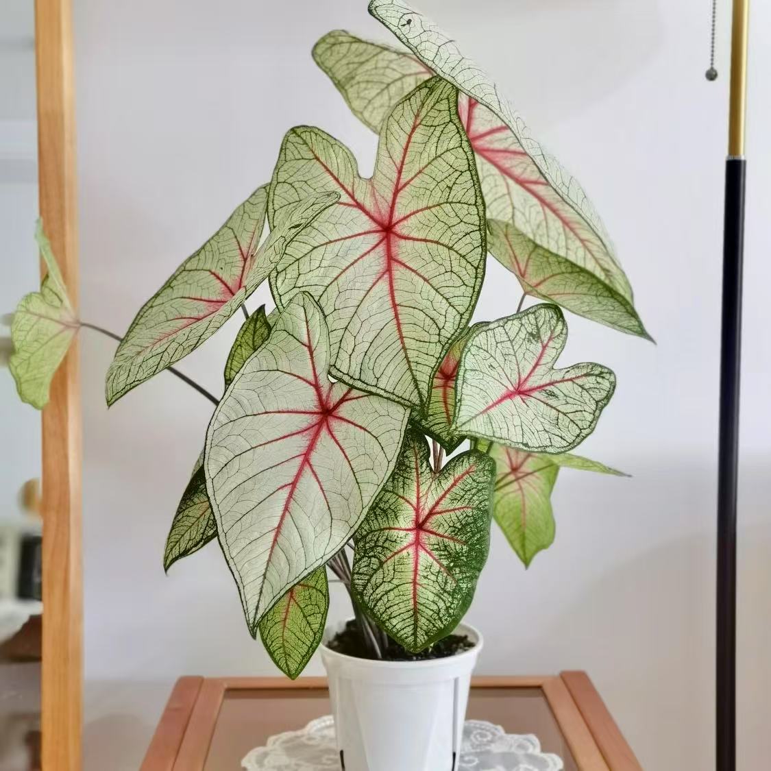 【女王】彩叶芋网红ins风室内盆栽彩叶观叶类懒人植物