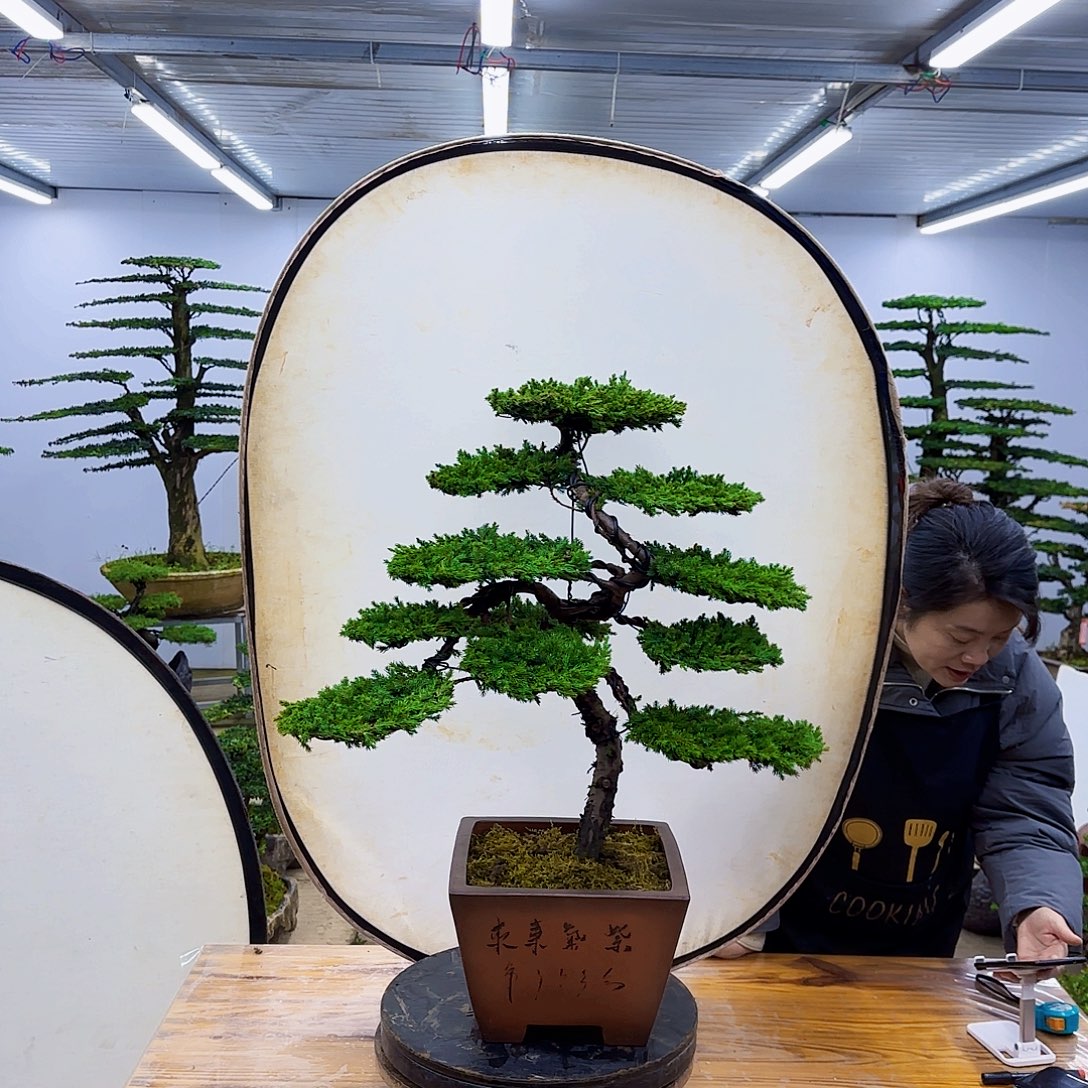 无花朵盆景直播间一物一拍