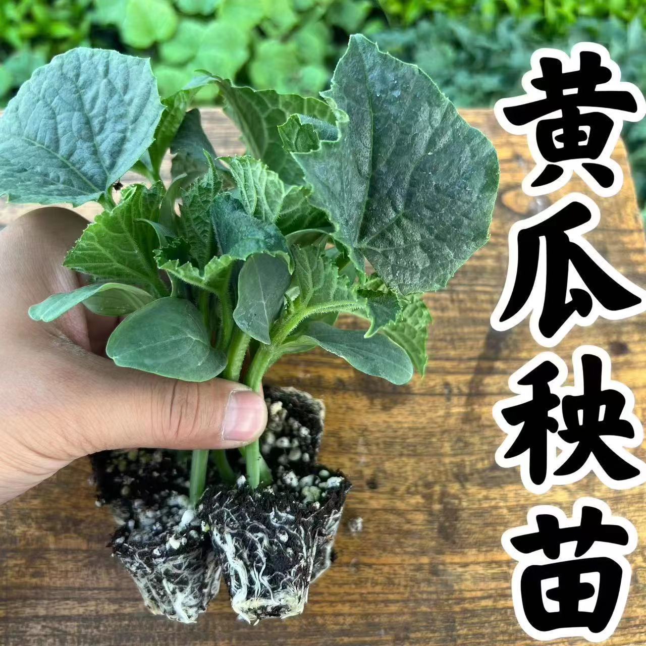 黄瓜苗水果黄瓜秧苗盆栽地栽四季黄瓜秧苗早熟易成活精选A级强苗