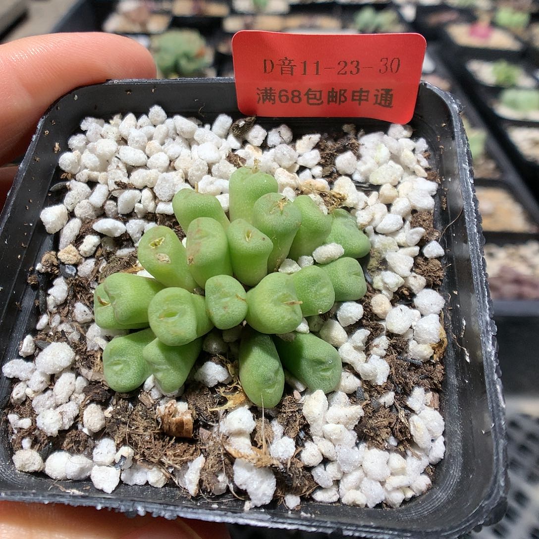 11-23-30    绿铜壶