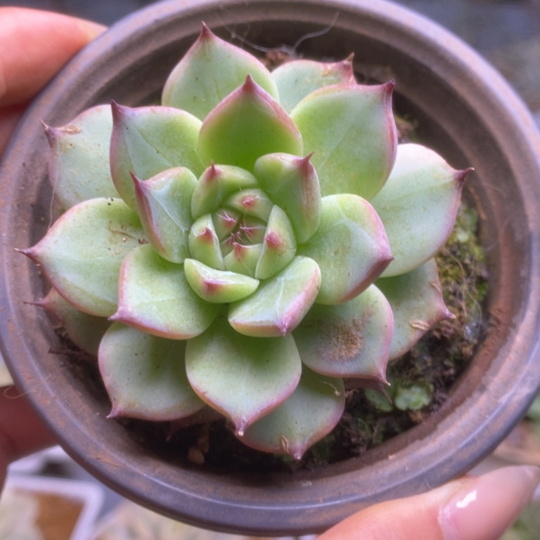 088锦锦锦锦锦锦锦锦锦