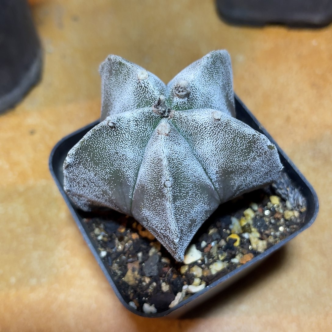 实生雪花鸾凤玉一物一拍