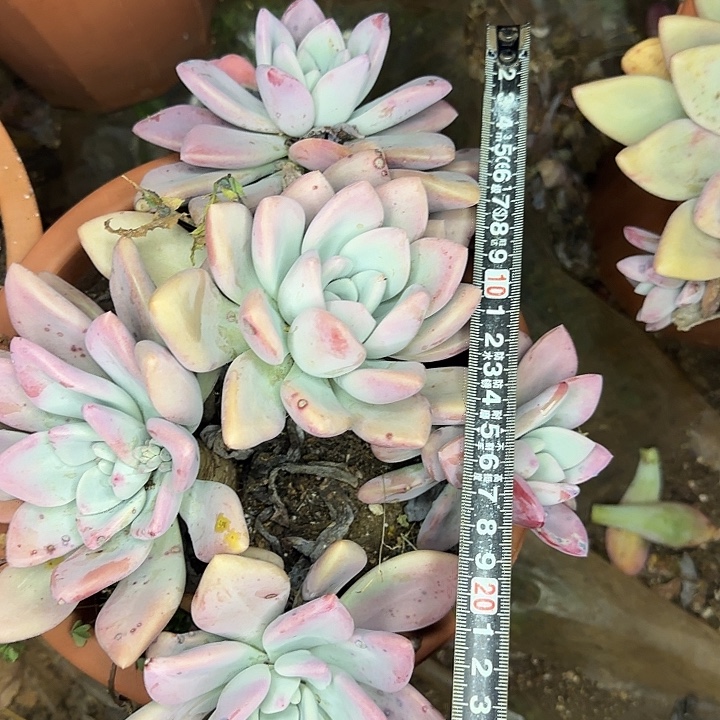 奥普266 多肉植物一物一拍