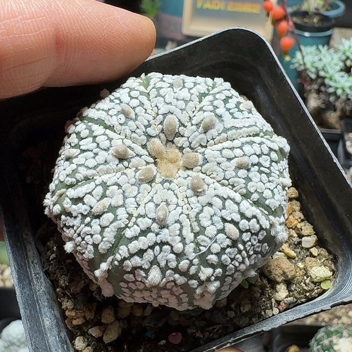 792超兜实生脱土发货