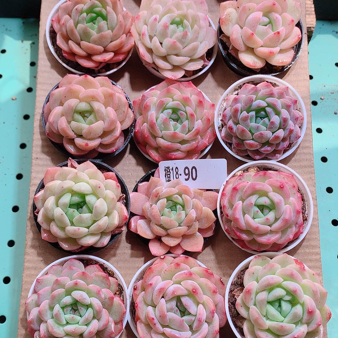 18-90一物一拍带盆18颗