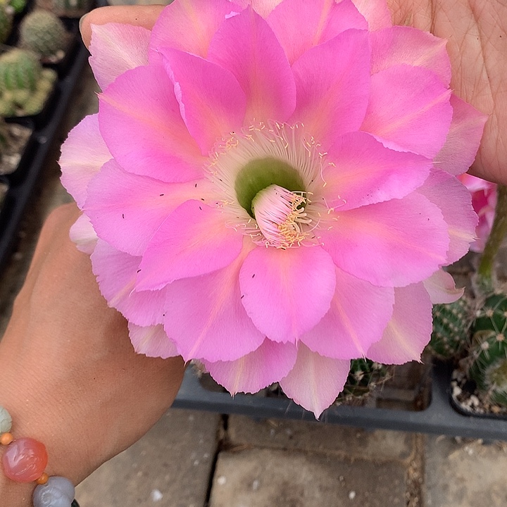 1789 实生彩草6.5厘米盆 19包邮