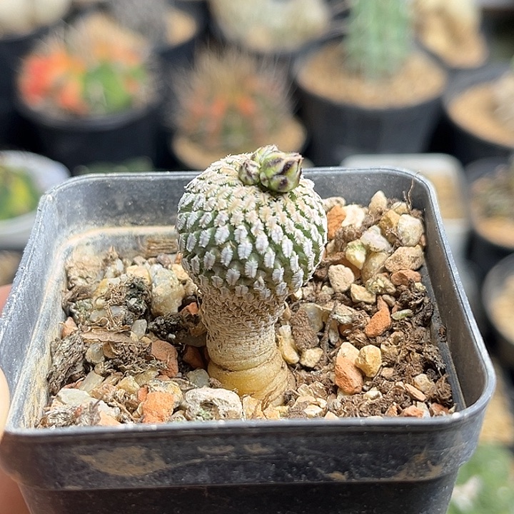 精巧殿实生球一颗2.2公分