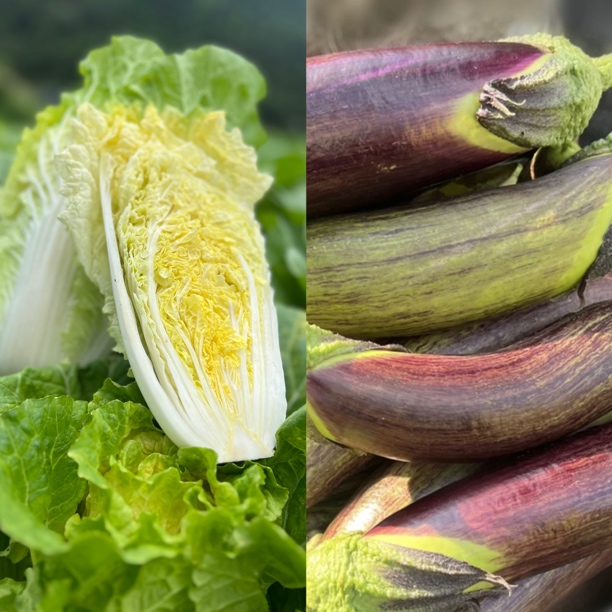 白菜茄子组合白菜两颗茄子补足共4.5斤