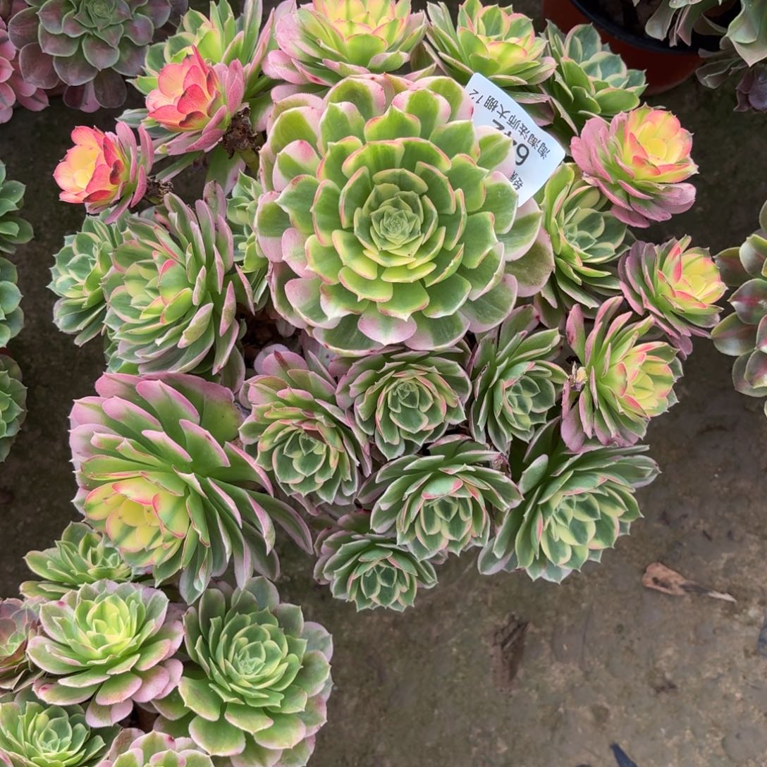 642海王多肉植物法师