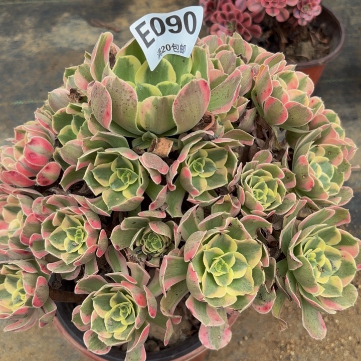 瑞妈多肉植物，090初恋