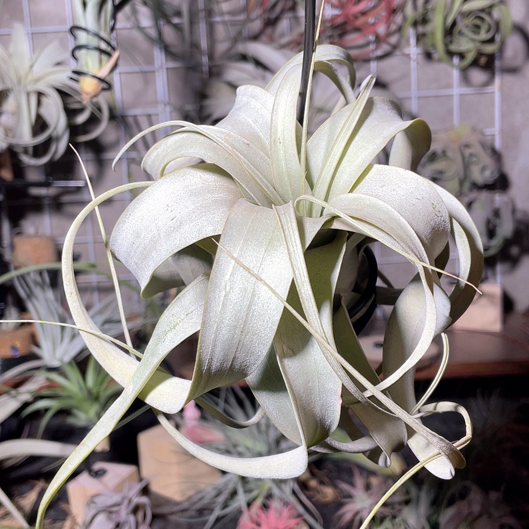 霸王51号空气凤梨