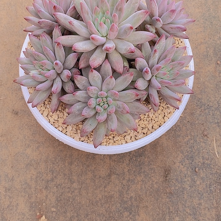 白***哥虞美人多肉植物老桩大群