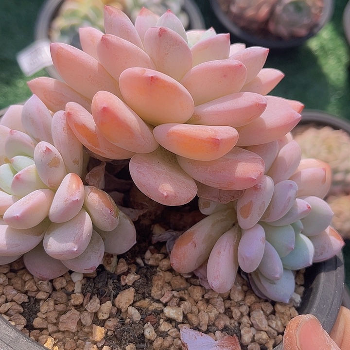 冷香杂冰玉0646多肉植物