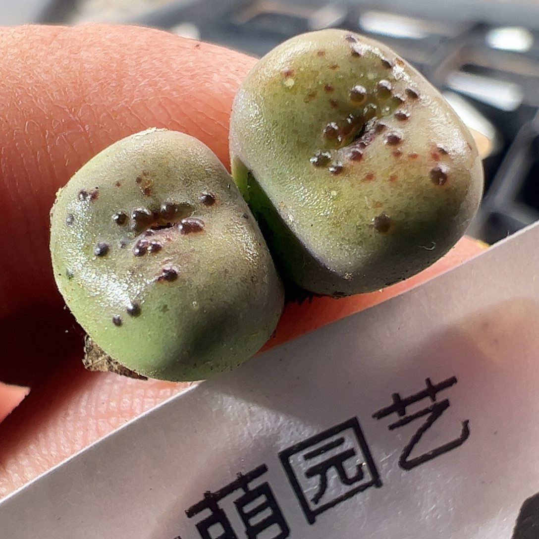 一物一拍。     954