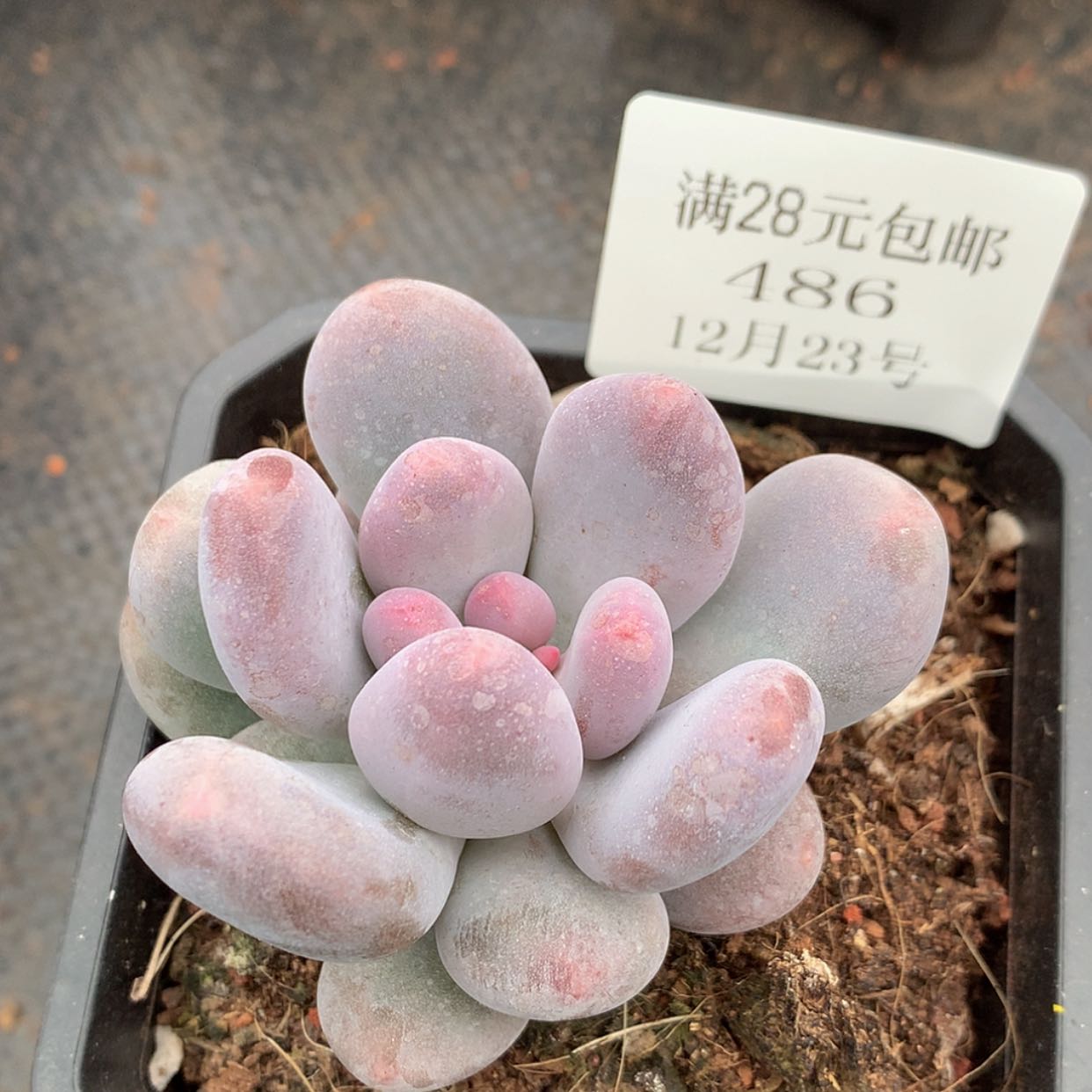 【闪购商品】云486号